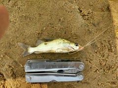 Iheringichthys labrosus