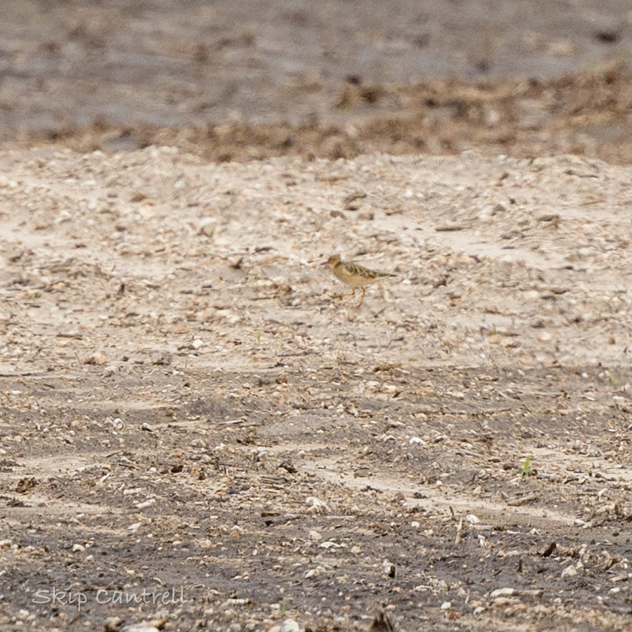 Buff-breasted Sandpiper (Calidris subruficollis), photo 2