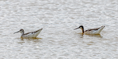 Wilson's Phalarope (Phalaropus tricolor), photo 7