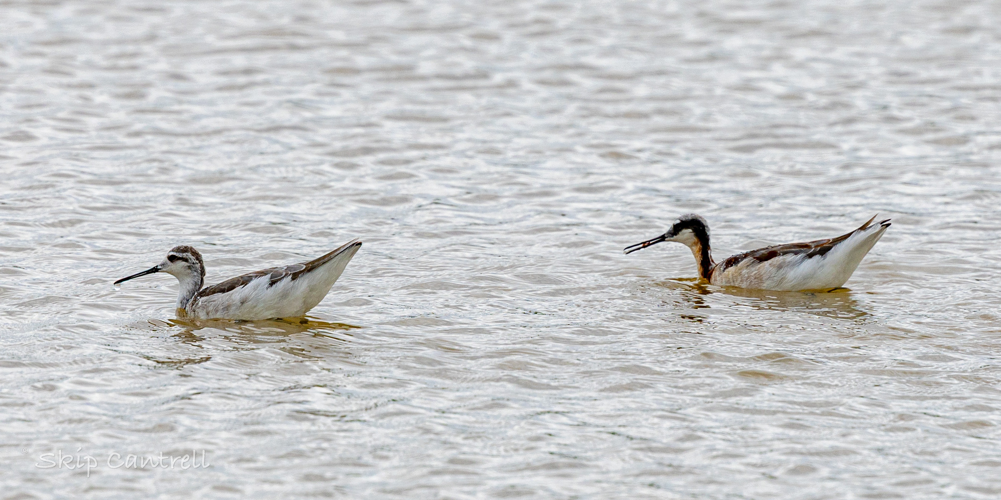 Wilson's Phalarope (Phalaropus tricolor), photo 8