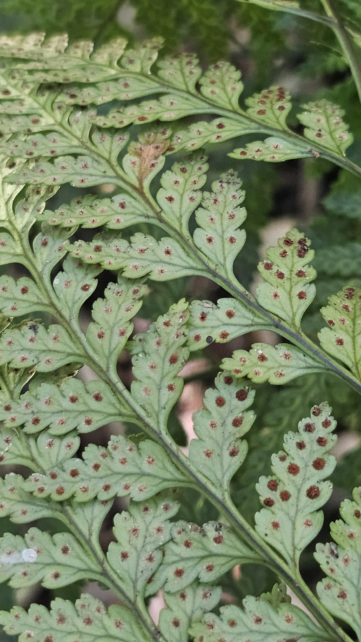 Iron Fern (Rumohra adiantiformis)