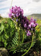 Oxytropis altaica