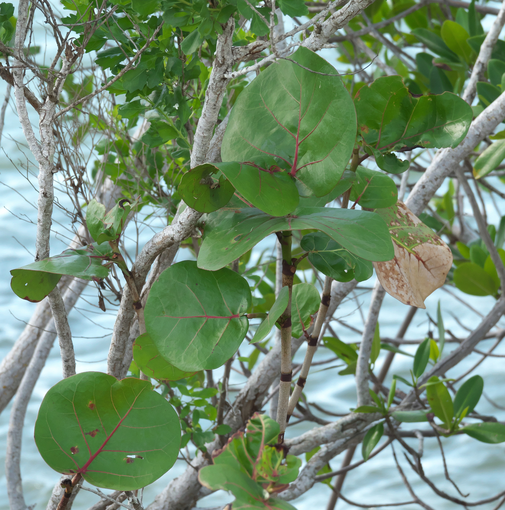 Seagrape (Coccoloba uvifera)