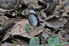 Hypolimnas anthedon anthedon