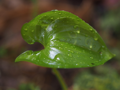 Western Lily of the Valley (Maianthemum dilatatum)