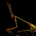 Giant Conehead Mantis - Photo (c) Bart Wursten, some rights reserved (CC BY-NC), uploaded by Bart Wursten