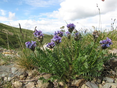 Oxytropis alpina
