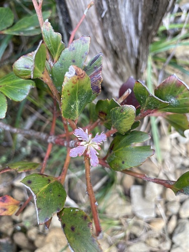 Phyllocladus hypophyllus observed 2026-04-10