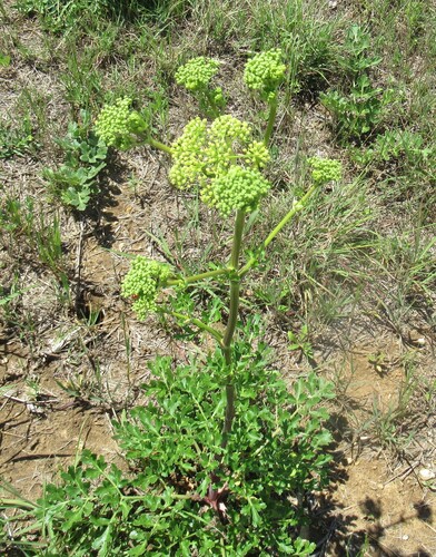 Texas Prairie Parsley (Polytaenia texana)