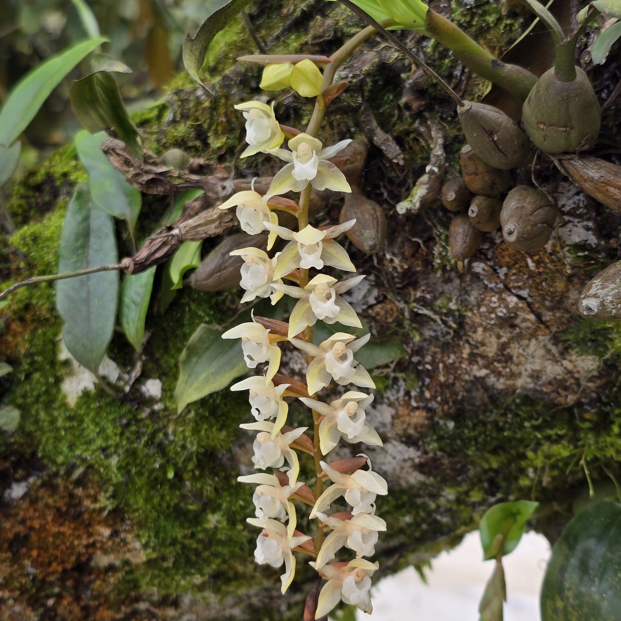 Coelogyne chinensis (Coelogyne chinensis)