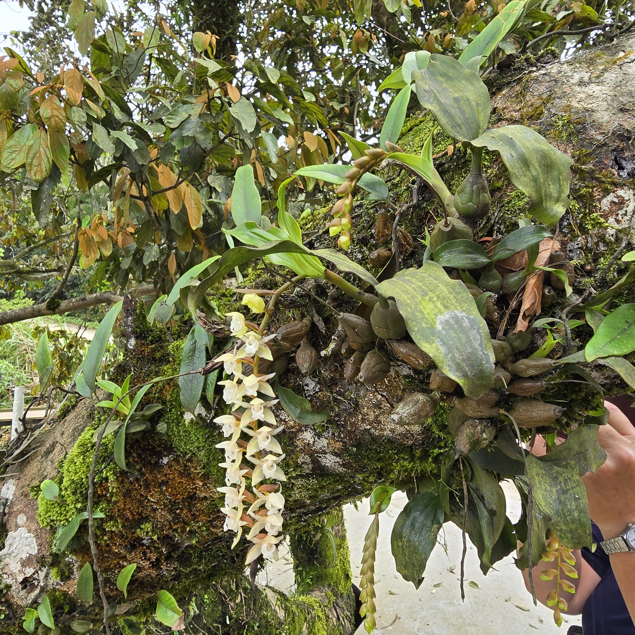 Coelogyne chinensis — ảnh 2