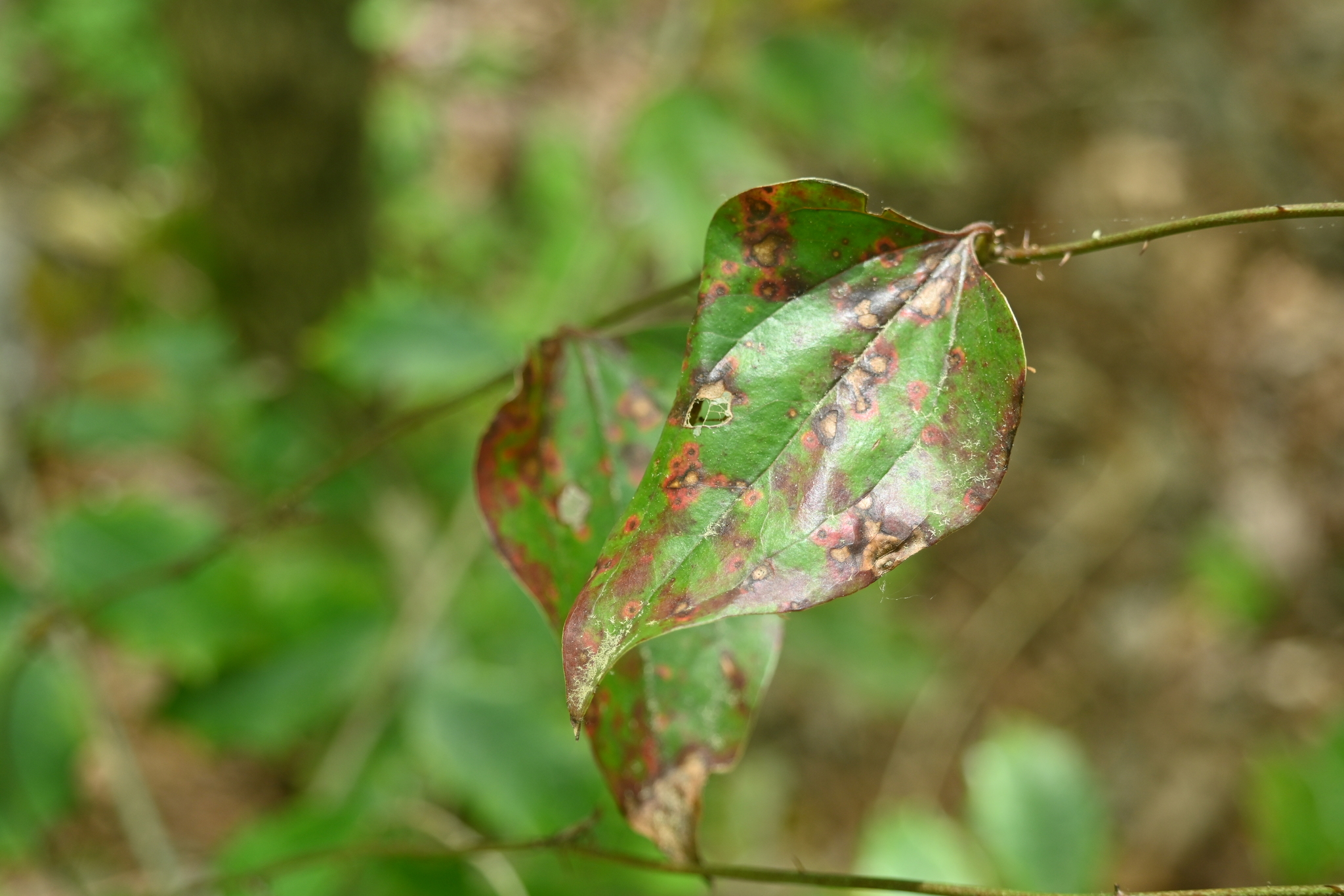 Sawbrier (Smilax glauca)