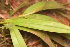 Prosthechea varicosa