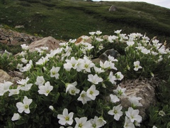 Cerastium lithospermifolium