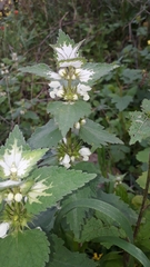 Lamium moschatum