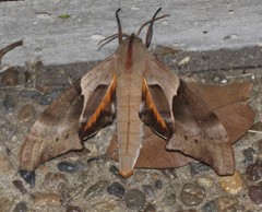 Coequosa australasiae