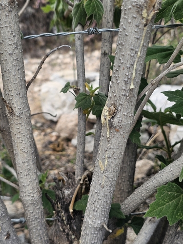 Montanoa tomentosa, photograph 2