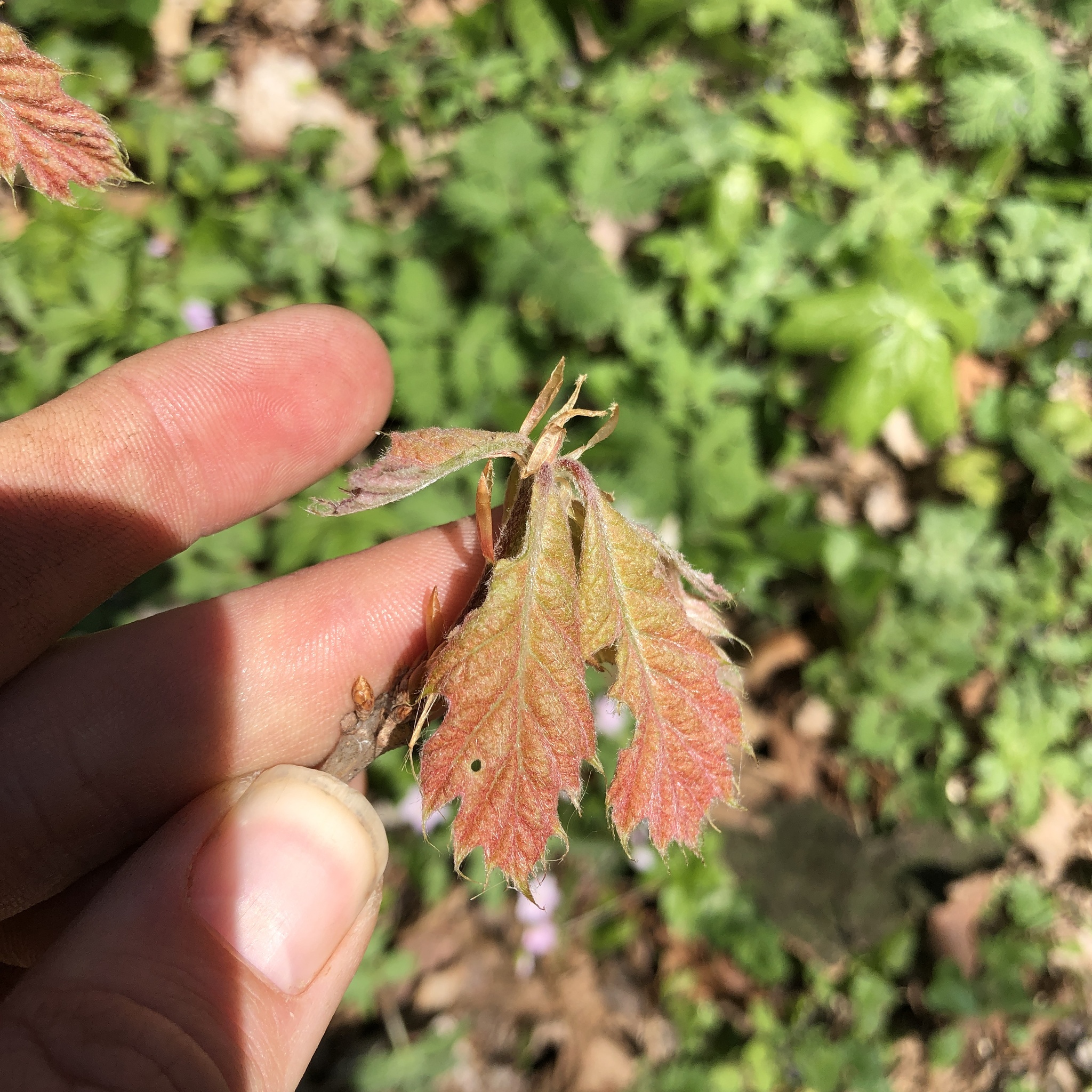 Northern Red Oak (Quercus rubra)