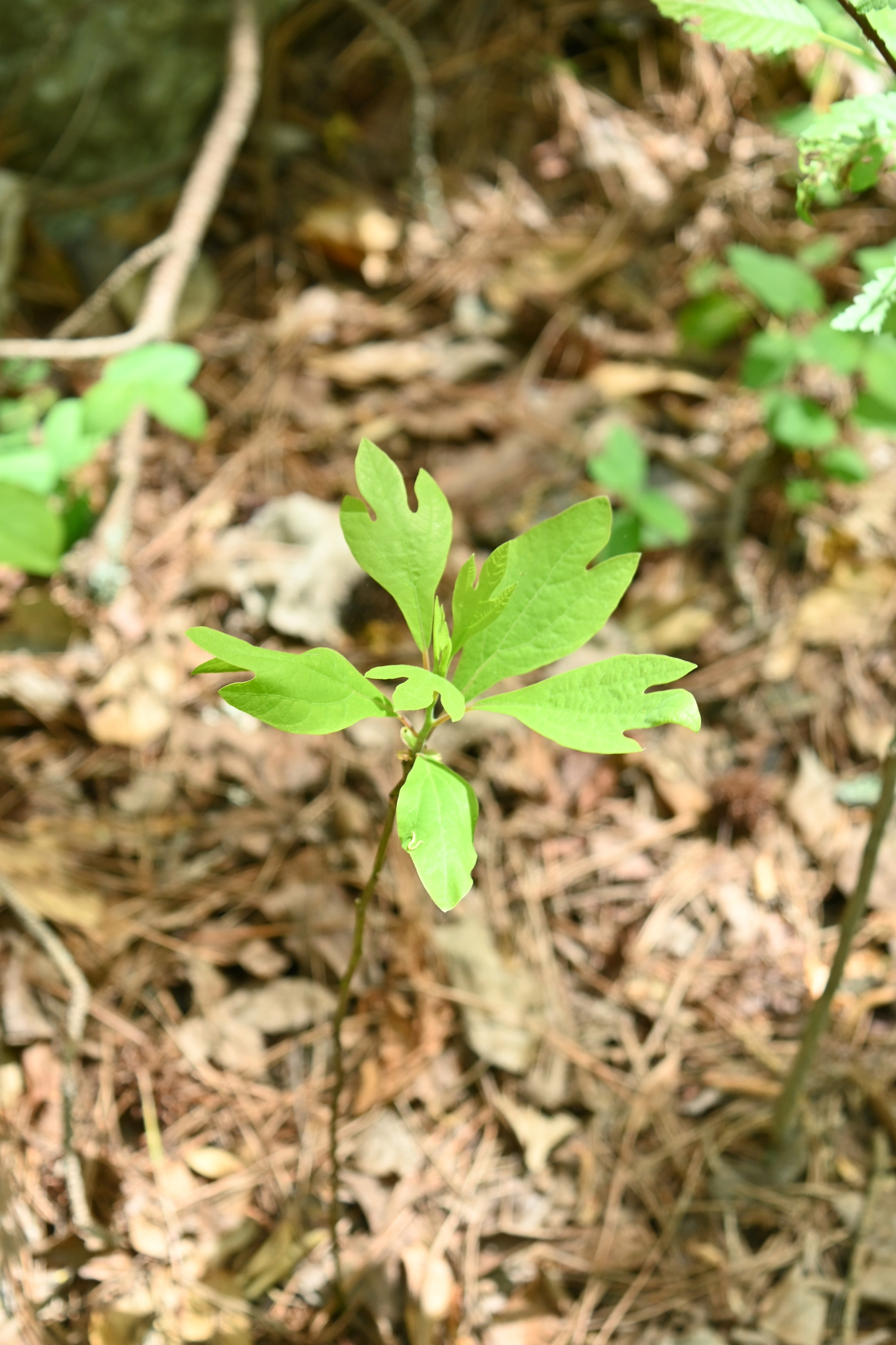 Mitten Tree (Sassafras albidum)