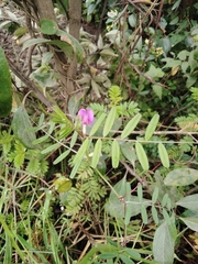 Vicia andicola