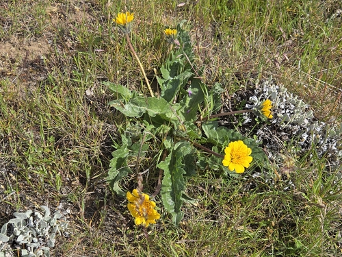 Rosy Balsamroot