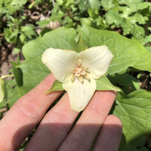 drooping trillium (Trillium flexipes)