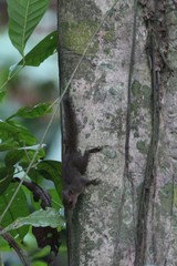Microsciurus alfari