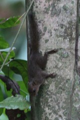 Microsciurus alfari