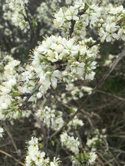 Prunus rivularis