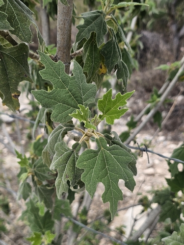 Montanoa tomentosa, photograph 3