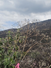 Montanoa tomentosa, photograph (c) Erick Vélez Sánchez, some rights reserved (CC BY)
