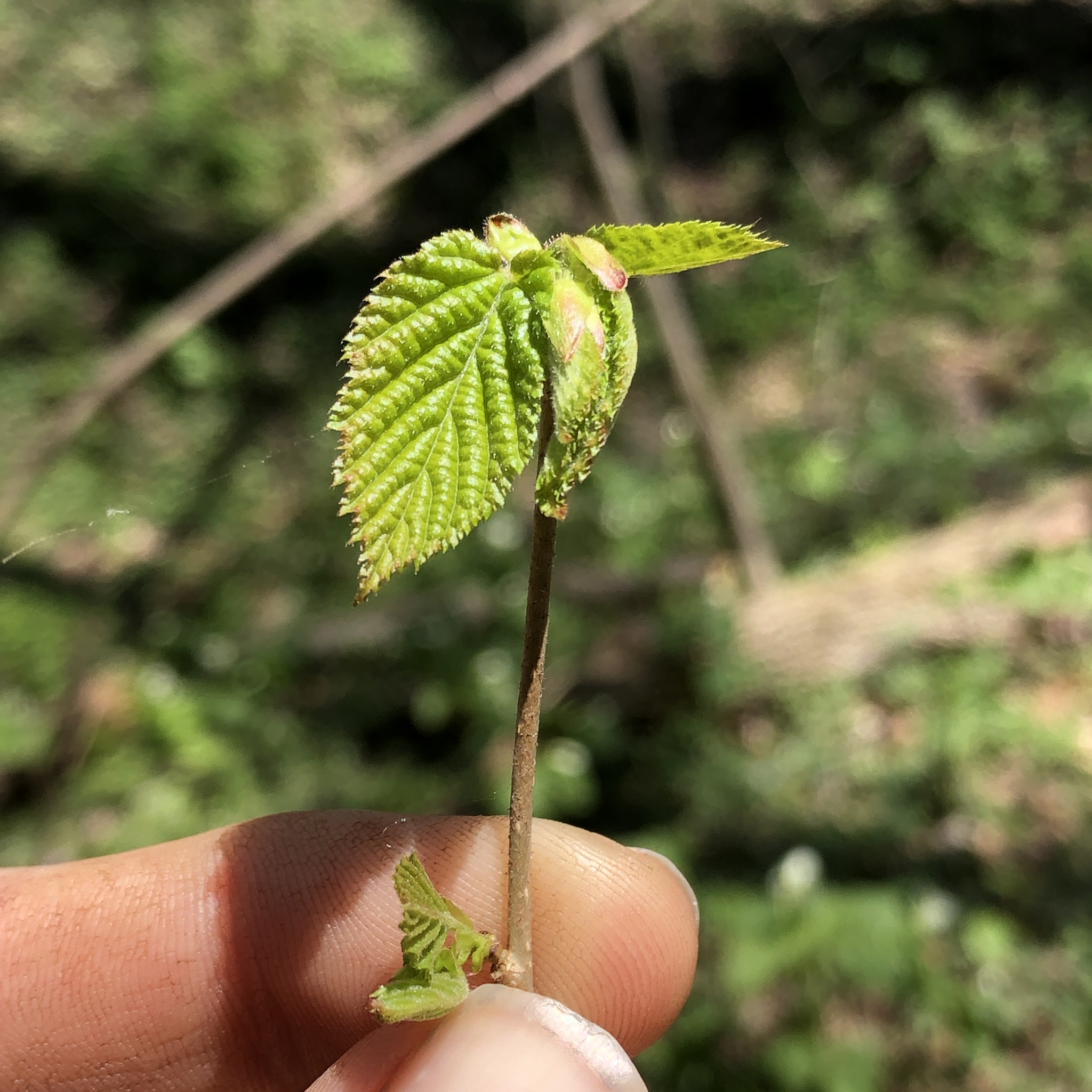 American Hazelnut (Corylus americana)
