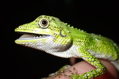 Pseudocalotes tympanistriga