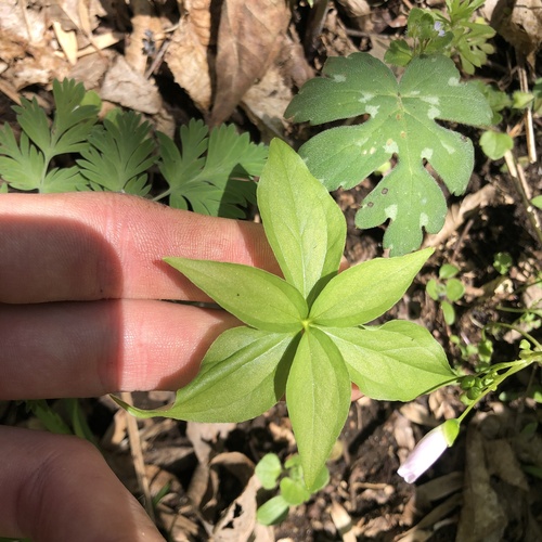 Indian Cucumber (Medeola virginiana)