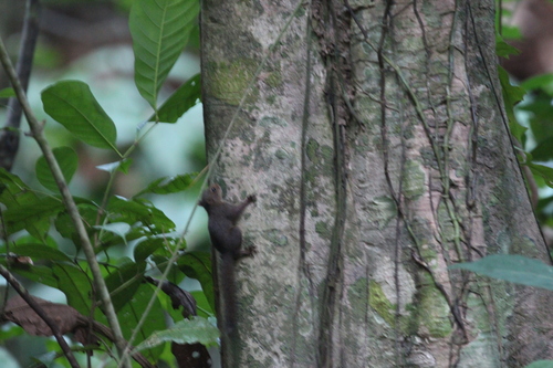 Central American Dwarf Squirrel
