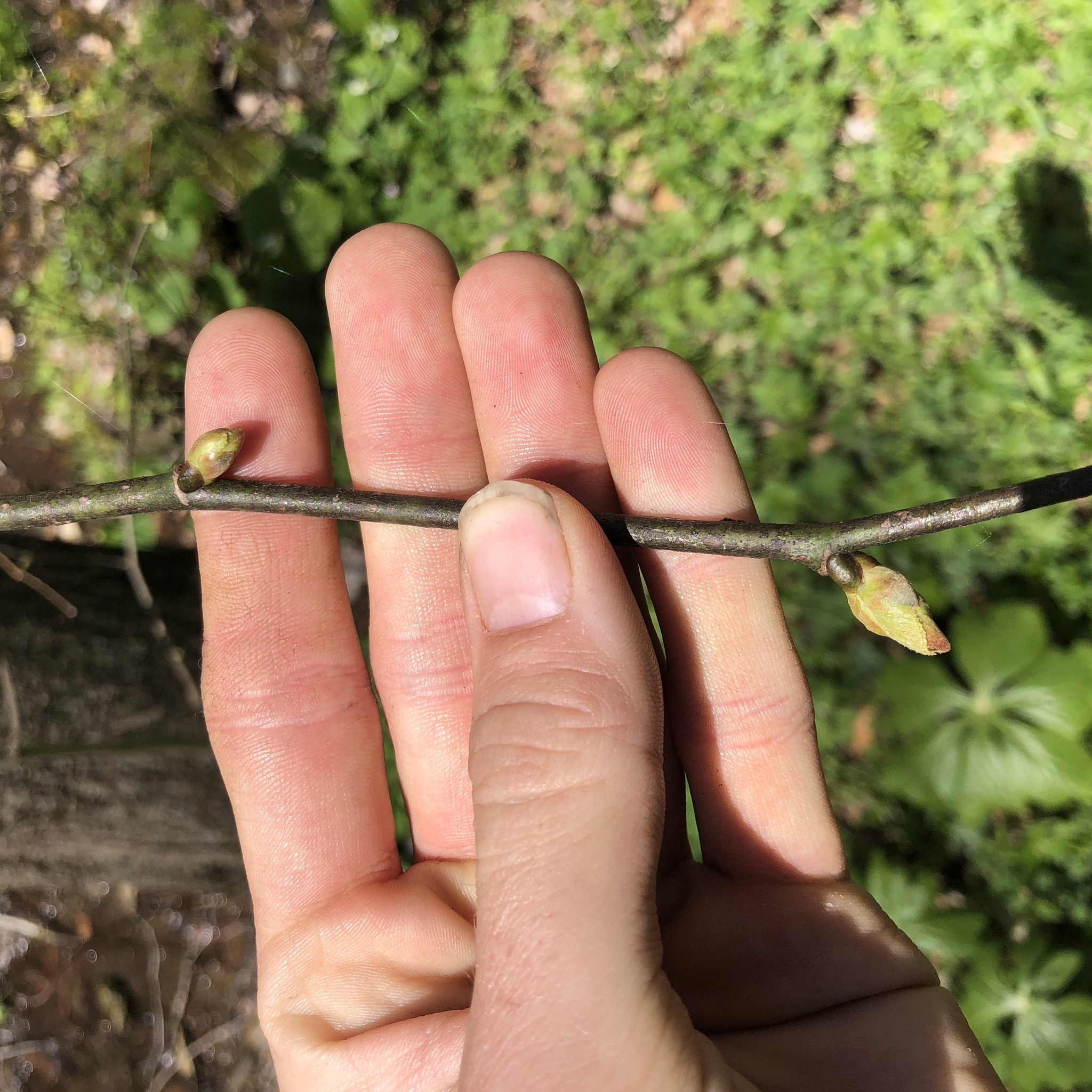 Basswood (Tilia americana)