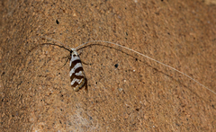 Ceromitia wahlbergi