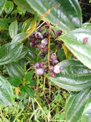 Miconia crocea