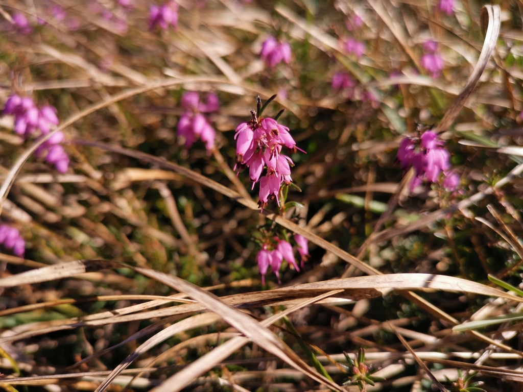 Erica carnea, 2531 Gaaden bei Mödling, Österreich