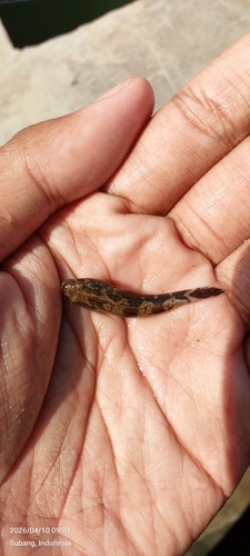 Oxyeleotris marmorata