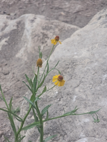 Longdisk Sneezeweed (Helenium quadridentatum)