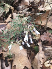 Cardamine dissecta