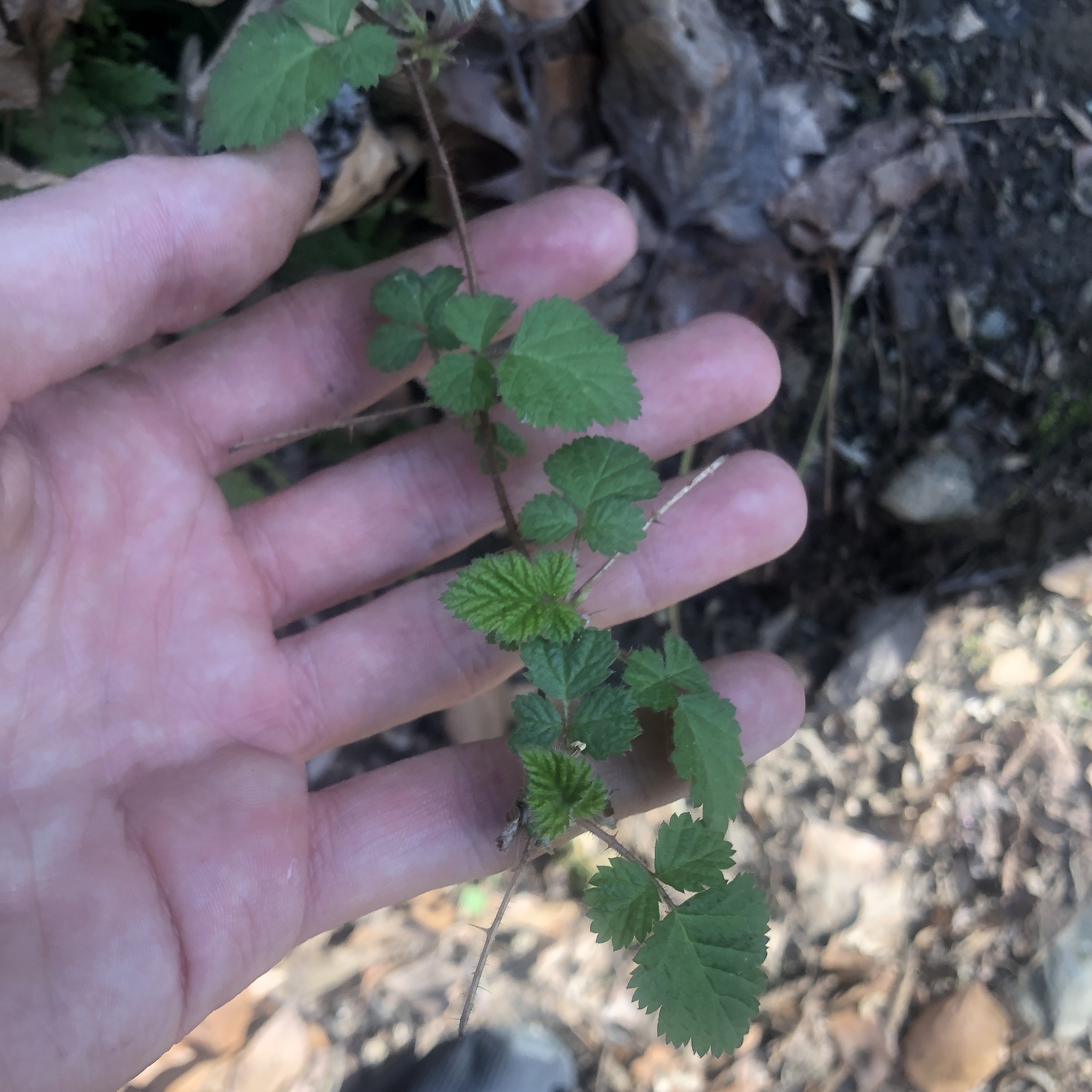 Wine Raspberry (Rubus phoenicolasius)