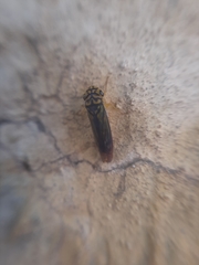 Dilobopterus costalimai