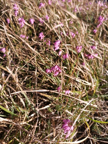 Erica carnea