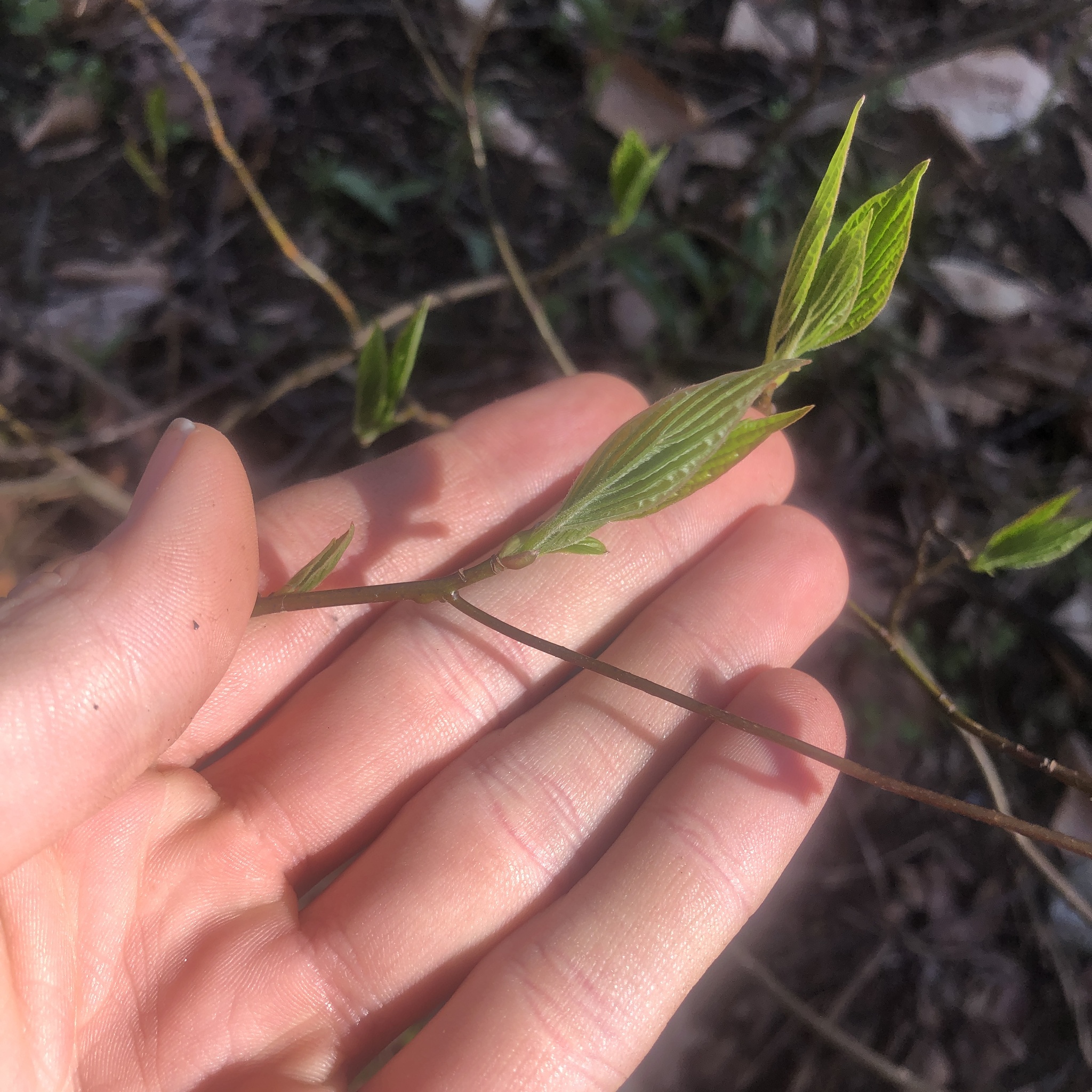 Alternateleaf Dogwood (Cornus alternifolia)