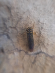 Dilobopterus costalimai