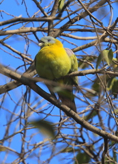 Treron phoenicopterus