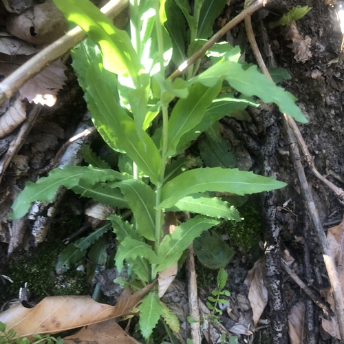 smooth rockcress (Borodinia laevigata)