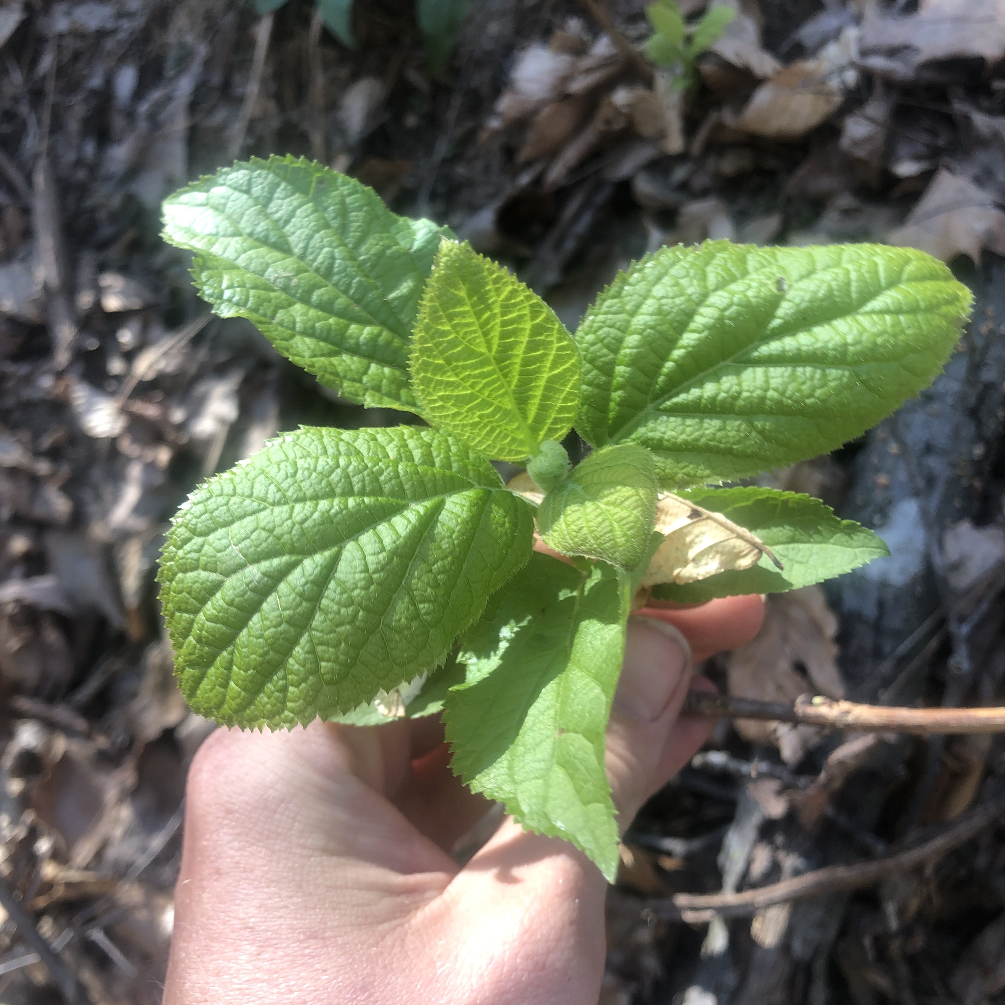 Wild Hydrangea (Hydrangea arborescens)